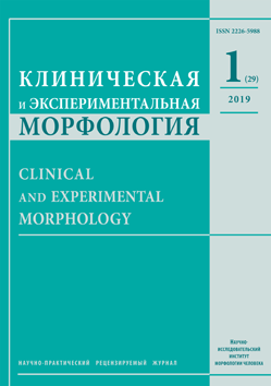 Клиническая и экспериментальная морфология. № 1 (29) / 2019